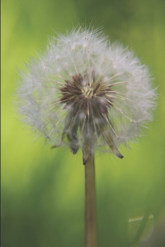 From Survival to Surrender: Healing Trauma Through Truth, Gr ... - cover