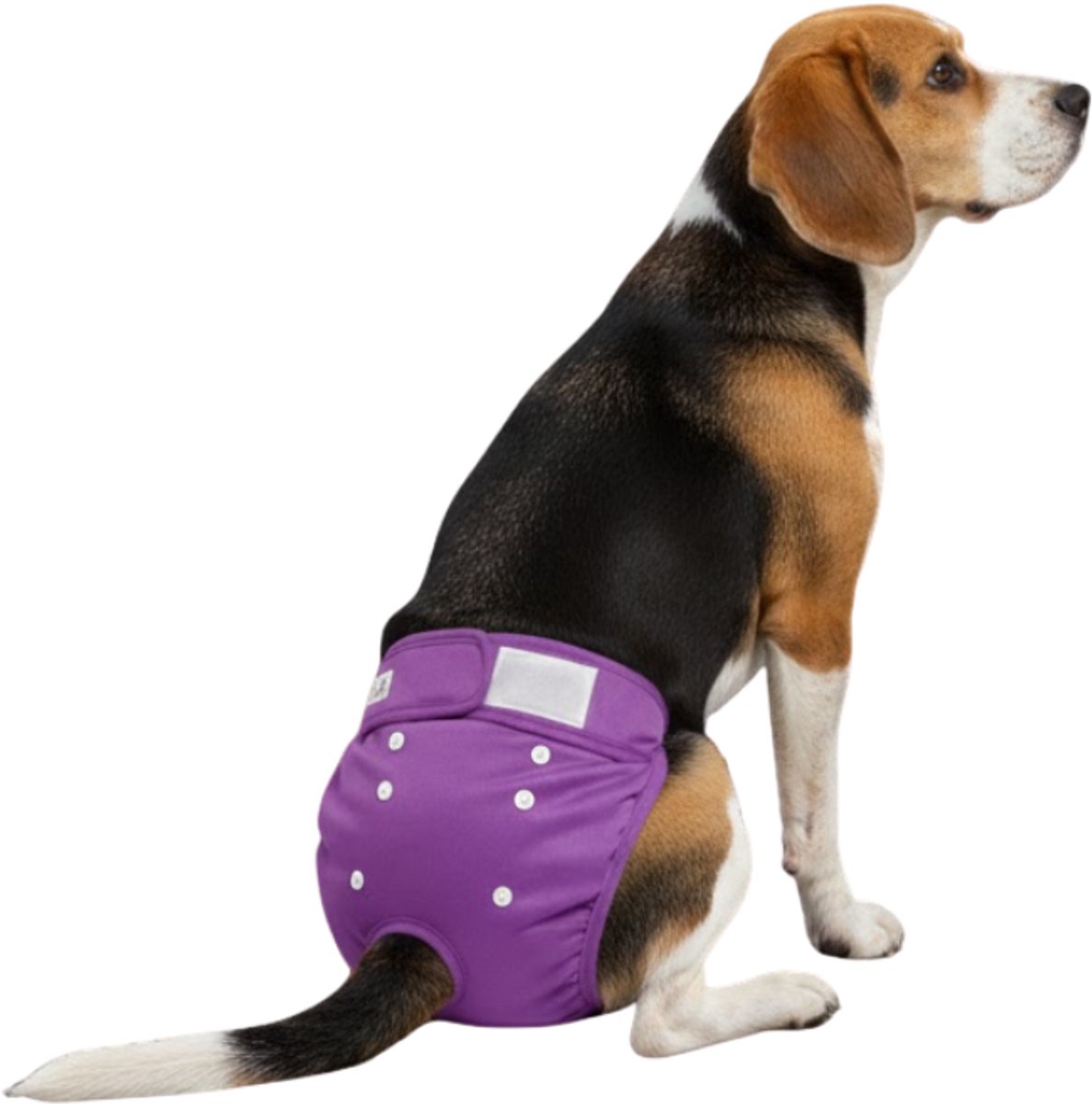 Sharon B - Honden Loopsheidbroekje - Maat L - Hondenbroekje - Paars - Heupomvang 36-46 cm - Bij loopsheid, incontinentie bij teefjes - Hondenluier - Voor honden