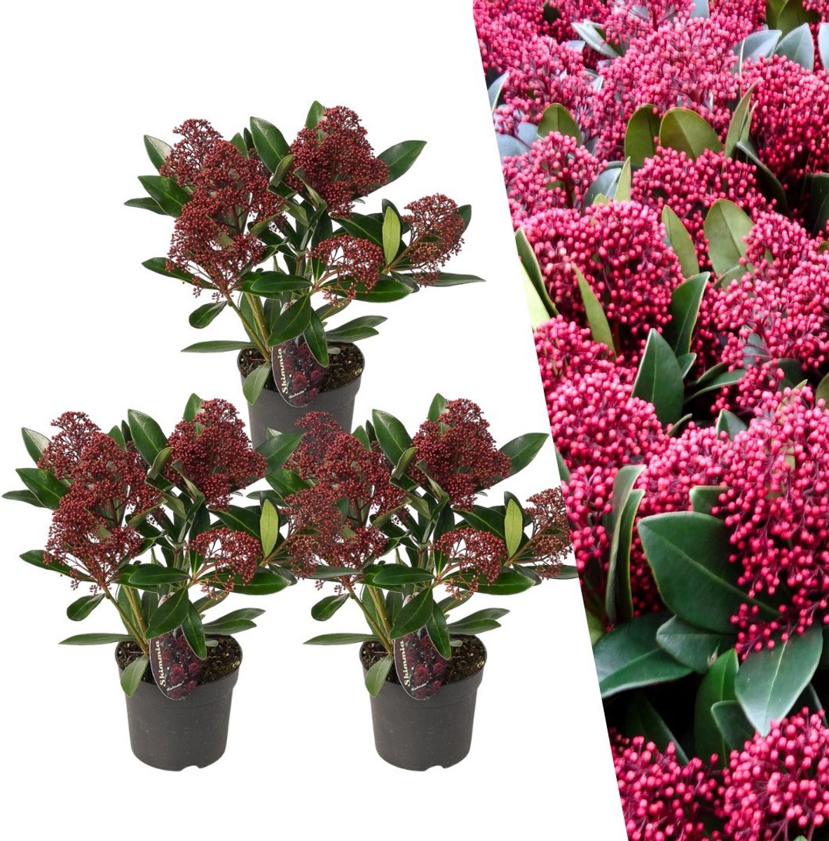 Plants by Frank | Skimmia Rubella rood | 3 X Skimmia Rubella planten Ø 10,5 cm ↨ 20 cm | Tuinplanten | Winterharde planten | Herfstplanten | Planten