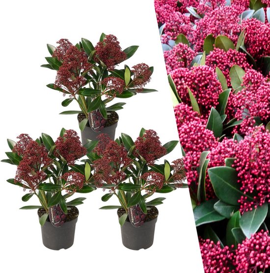 Drie Skimmia Rubella planten in zwarte potten, met detailopname van de rode knopjes.