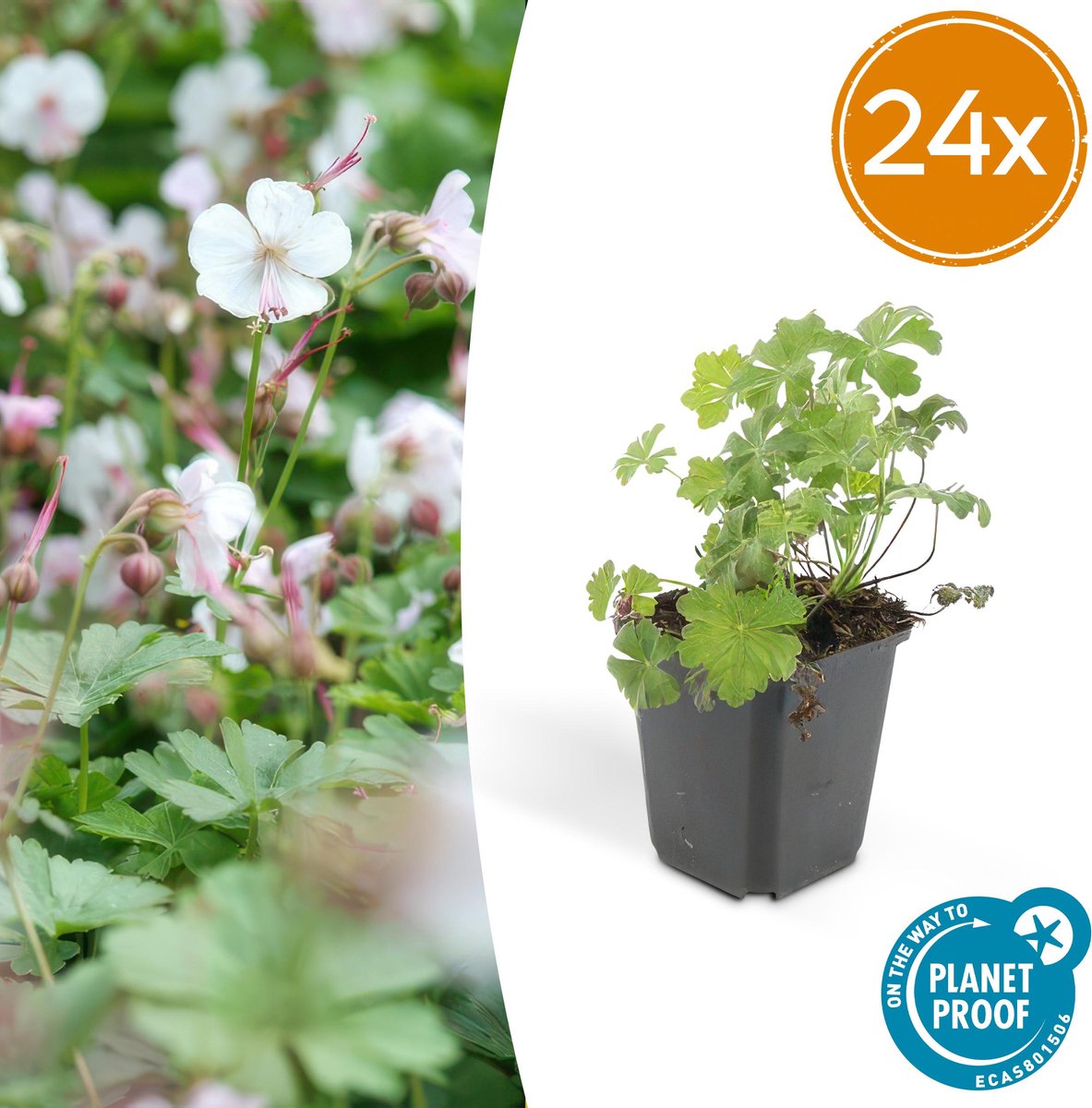 24x Geranium cantabrigiense Biokovo ca 10- Ø9cm laagblijvende kruipende bodembedekker