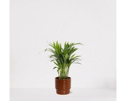 Areca in luxe sierpot Naemi Terra – luchtzuiverende kamerplant – eenvoudig te onderhouden Goudpalm - 35-50cm - Ø13 – geleverd met plantenpot – vers uit de kwekerij