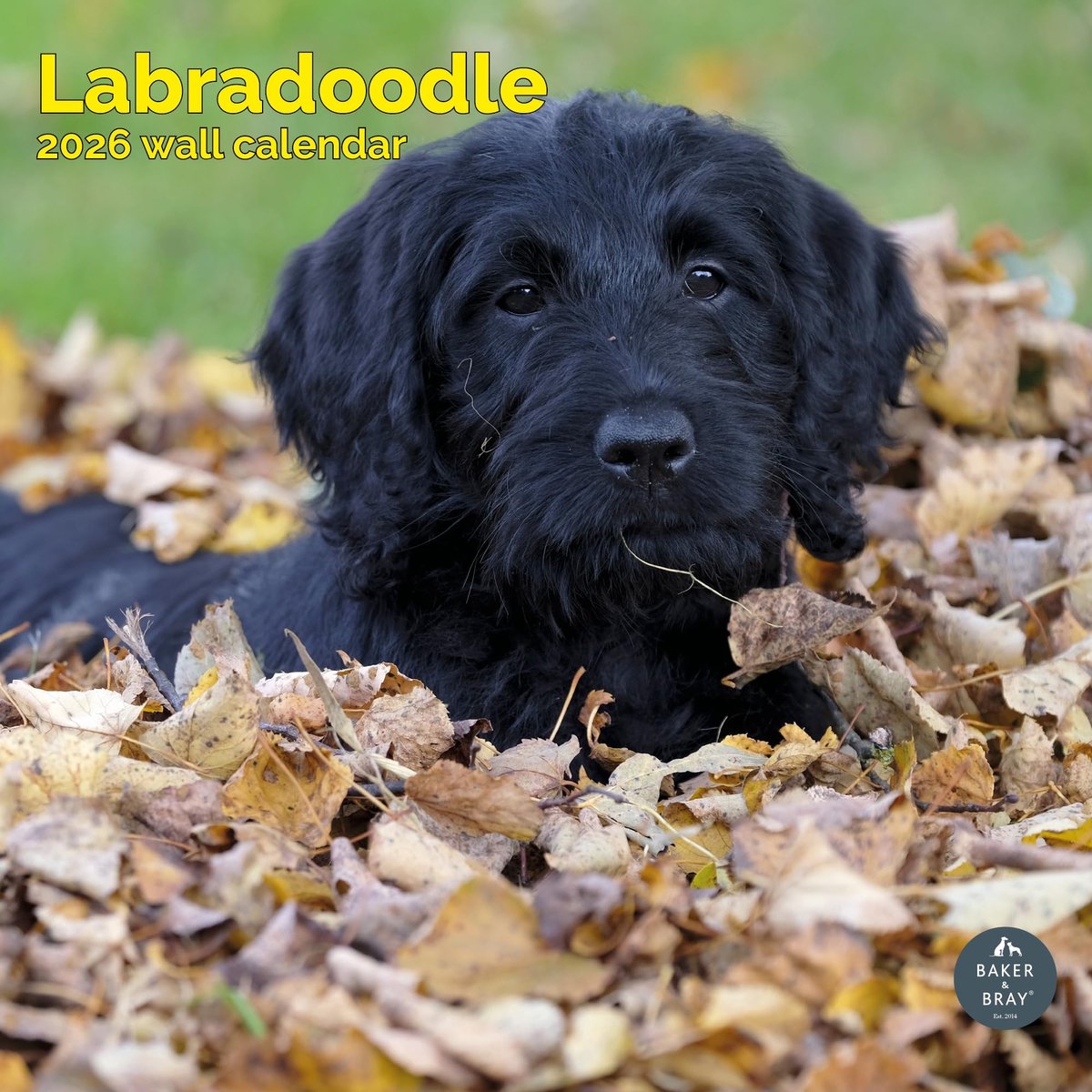 Labradoodle Kalender 2027