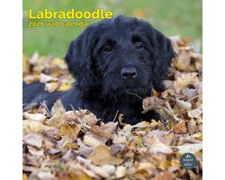 Labradoodle Kalender 2027