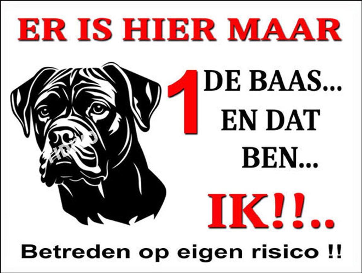 Cane Corso 26