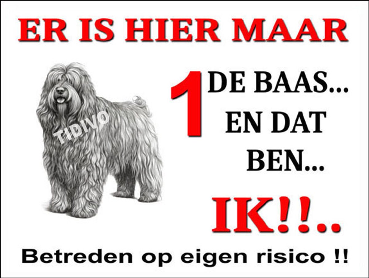 Bergamasco 26