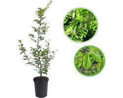 Haagbeuk 125-150 cm (in pot) - Carpinus betulus - Ø23 cm - inheemse plant - groeit goed op vrijwel alle gronden - snelle groeier