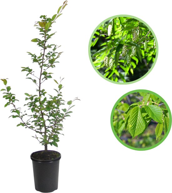 Een jonge Carpinus betulus boom in een zwarte pot, met detailfoto's van bladeren en bloeiwijze.