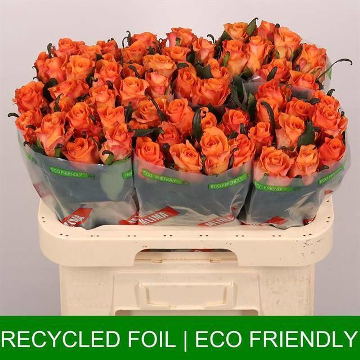 20x Rosa on fire 60cm