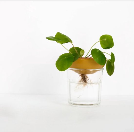 Bobèche Planten  - Gevlekt wit - Stek - Stekbord - Keramiek - Hydrocultuur -...