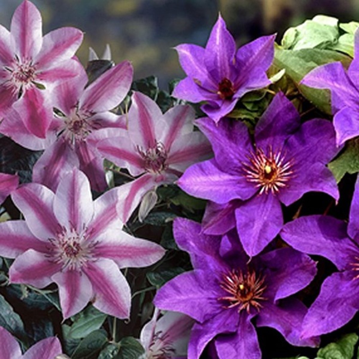2 x Clematis Klimplanten: Set van Clematis The President & Clematis Nelly Moser - Blauw\Roze - Meerjarig en Winterhard | 2 x 1,5 liter pot