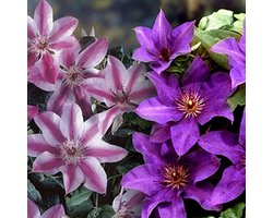 2 x Clematis Klimplanten: Set van Clematis The President & Clematis Nelly Moser - Blauw\Roze - Meerjarig en Winterhard | 2 x 1,5 liter pot