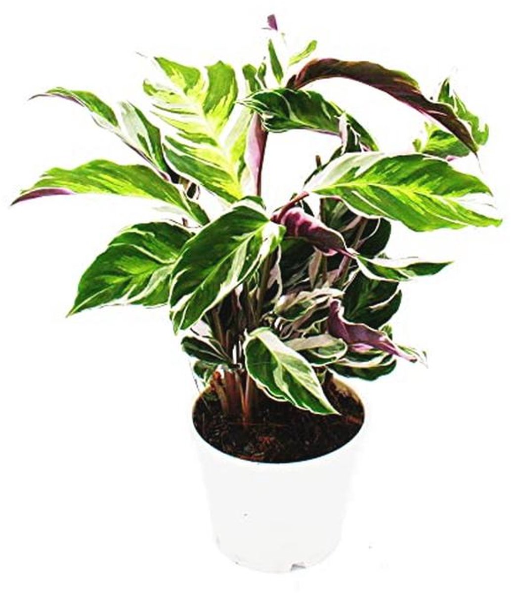Schaduwplant met opvallend bladpatroon - Calathea Fusion White - 14 cm pot - ca. 40 cm hoog