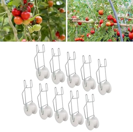 Tomaten 'Tiny Tim' (Kers-/Balontomaten) | Bloemenpark