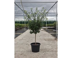 Mespilus germanicus 'Boom & Vrucht' - Oude Mispelboom - Onderstam Kwee A - 45L pot - ca. 2m