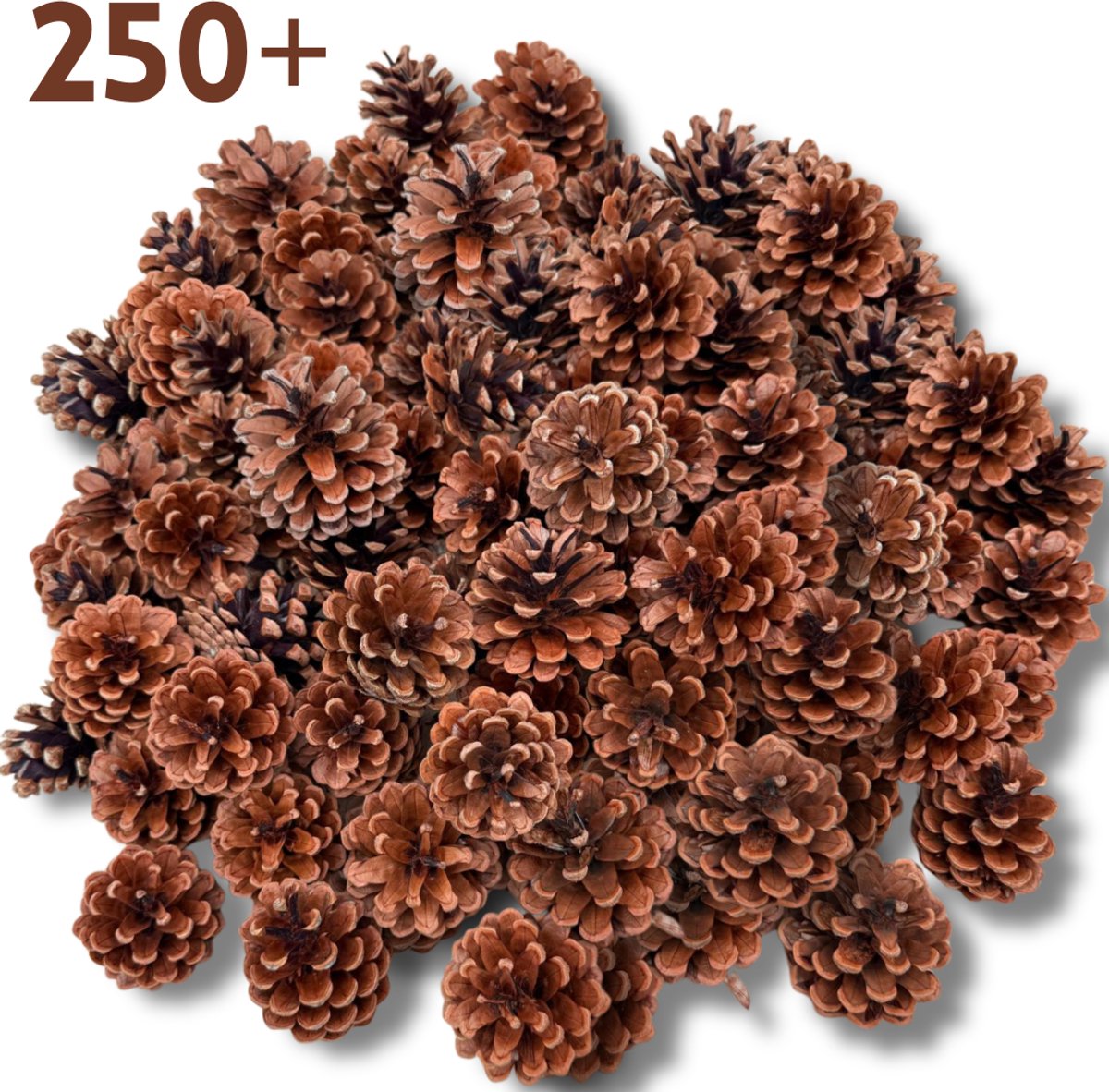Echte natuurlijke Dennenappels 250+ stuks | Perfect voor Herfststukjes en Kerstdecoratie 4 tot 7 cm hoog