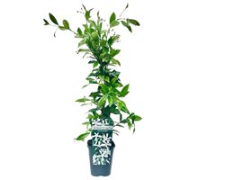 Witte Toscaanse Jasmijn (Sterjasmijn) - Klimplant | Wit - Groenblijvend / Wintergroen en Winterhard - ClematisOnline | 1,5 liter pot - Hoogte 60-80cm