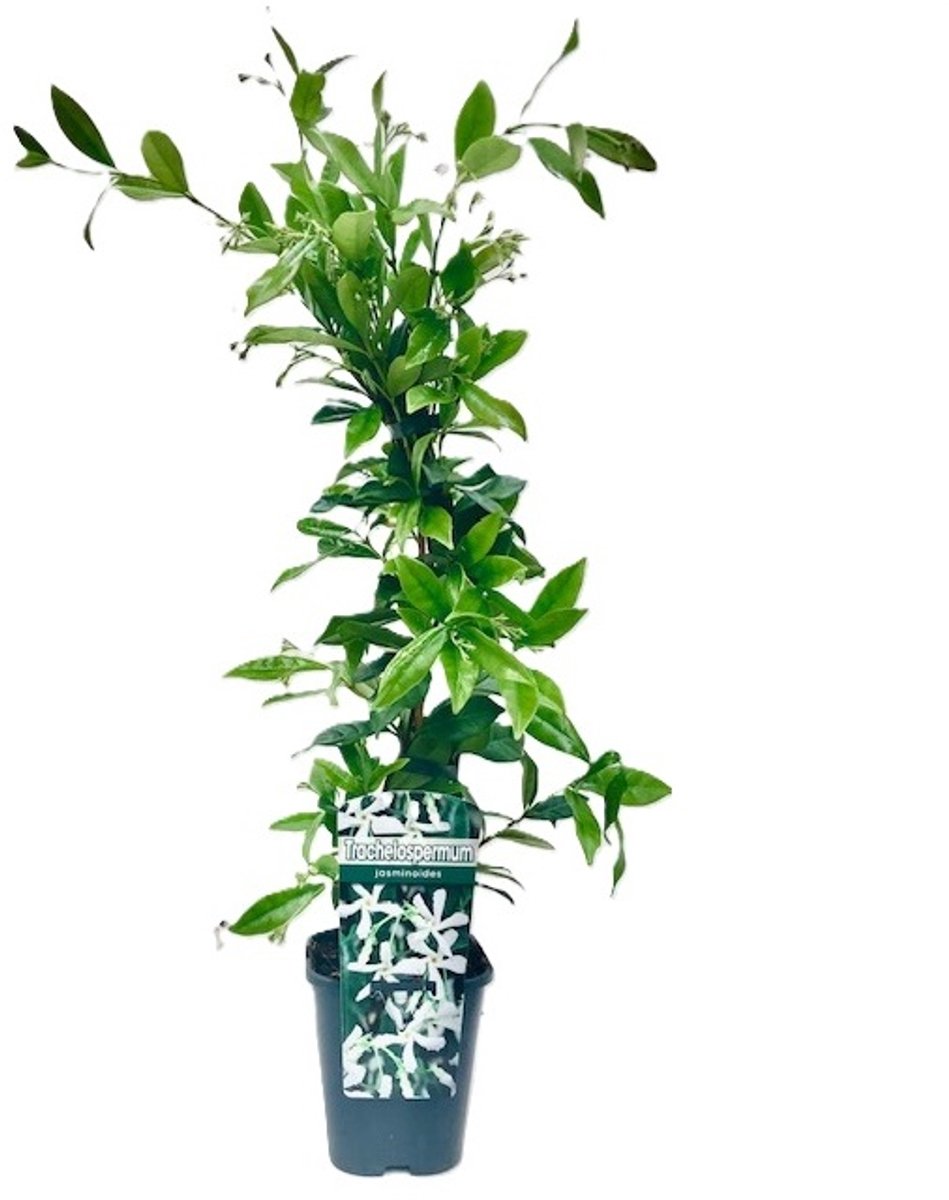 Witte Toscaanse Jasmijn (Sterjasmijn) - Klimplant | Wit - Groenblijvend / Wintergroen en Winterhard - ClematisOnline | 1,5 liter pot - Hoogte 60-80cm