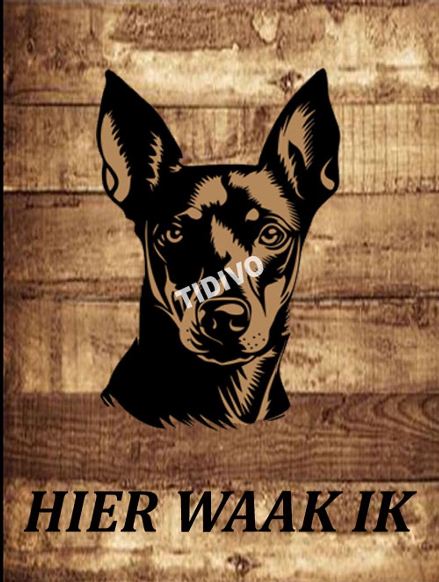 Manchester Terrier 20