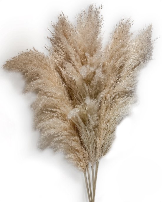 Sunny Tree - Pampas Pluimen - 5 Stuks 105 cm - Droogbloemen - Pampasgras Pluimen - Decoratie Woonkamer - Decoratieve Accessoires
