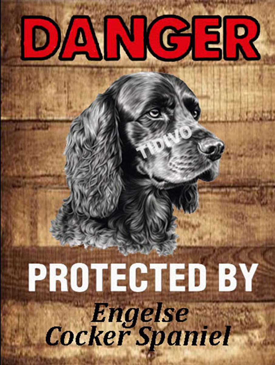 Engelse Cocker Spaniel 19