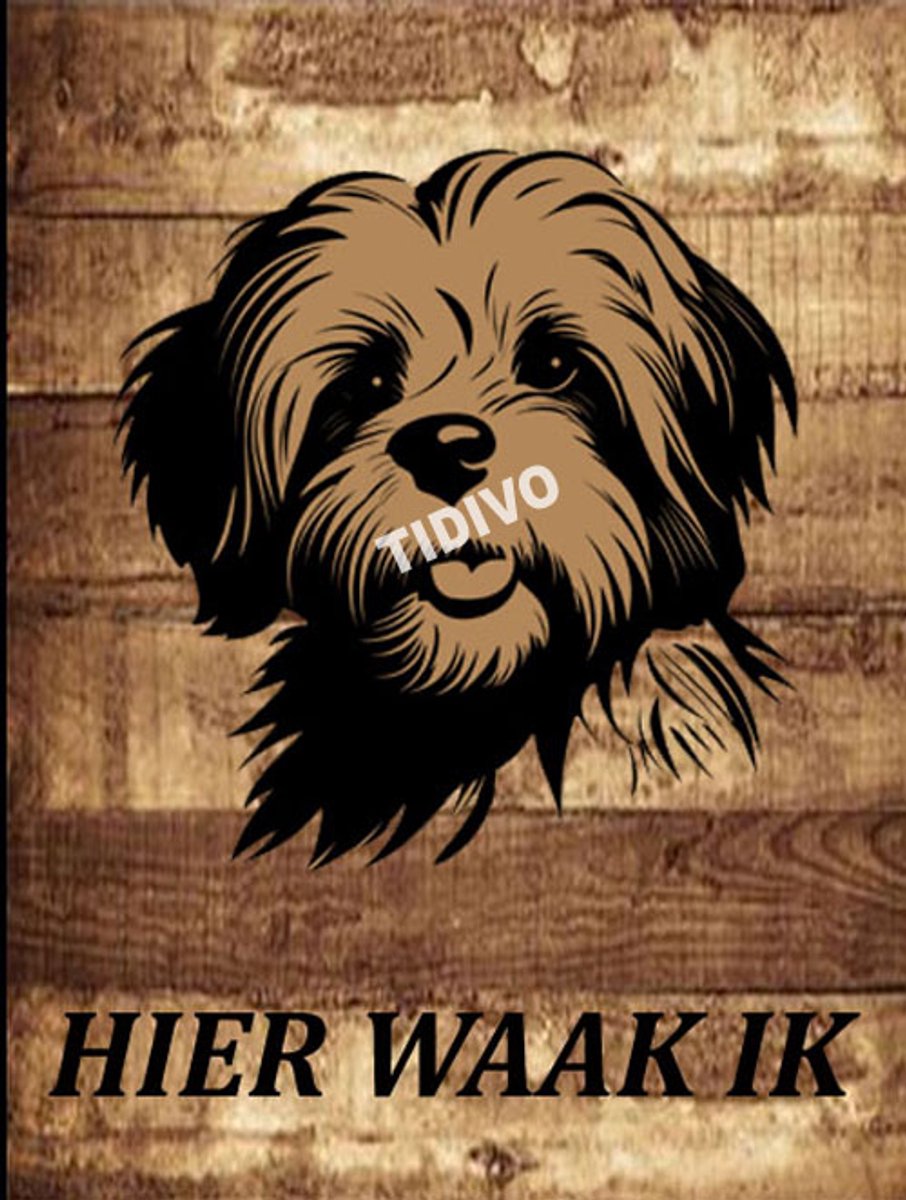 Coton de Tuléar 20