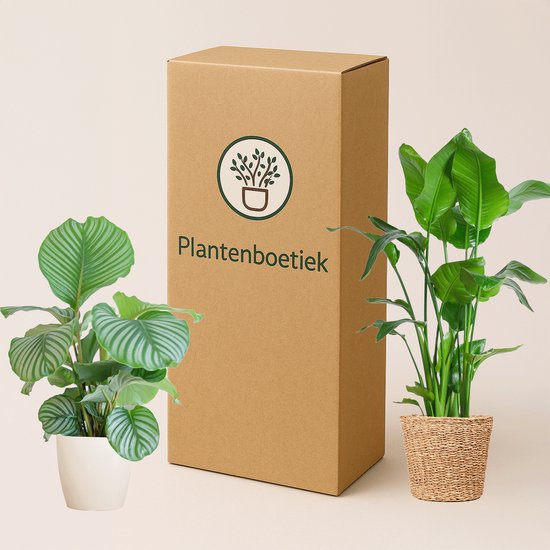 Plantenboetiek.nl | Alocasia Gageana California - Plante d'intérieur - Hauteur 80cm - Taille du pot 21cm