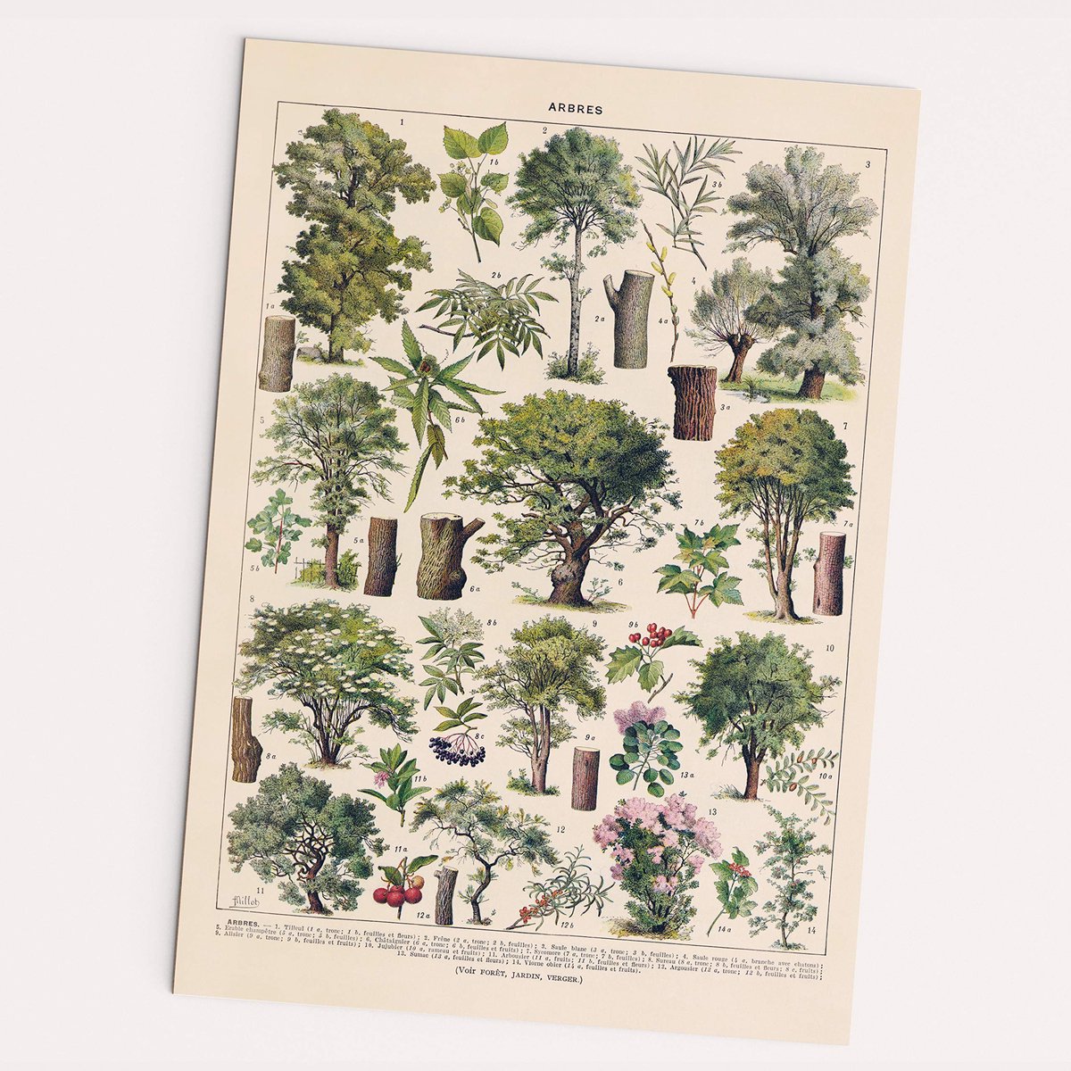 Unyqoos Vintage Poster met Diverse Boomsoorten op Hoogwaardig Papier in A2 Formaat meerdere