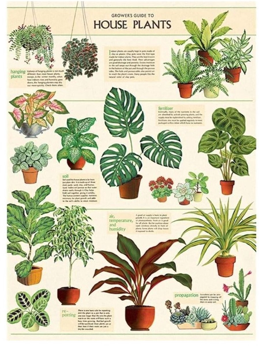 Cavallini & Co Poster Huisplanten - Cavallini & Co - Vintage Schoolplaat Planten Multi Color