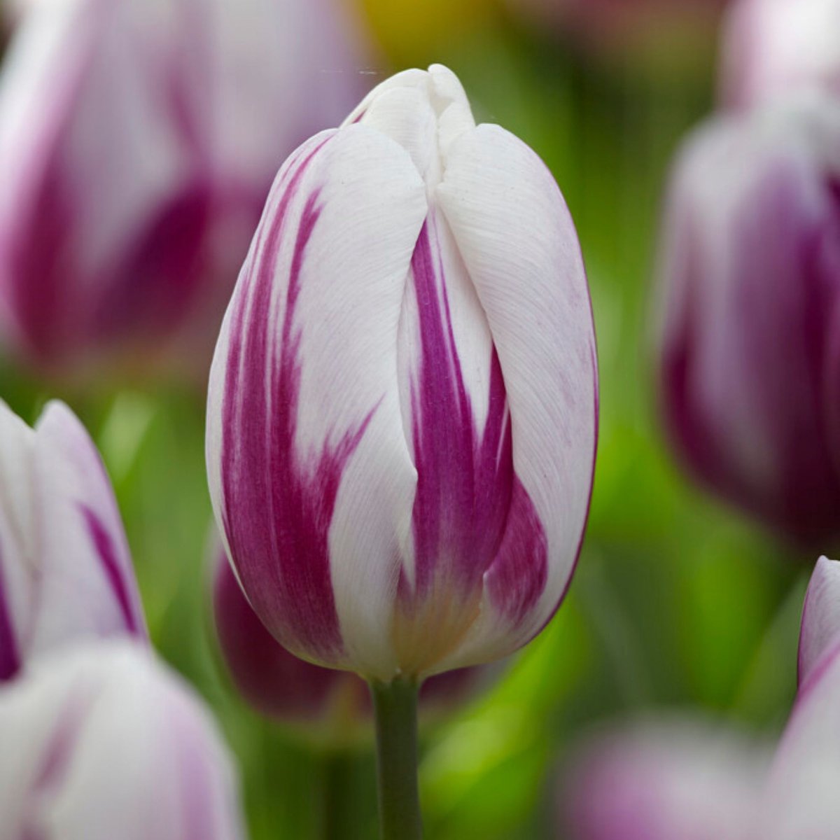 Triomftulp (Tulipa triumph) - Tulp Flaming Flag - Tulipa - Snijbloemen - bloeit in April / Mei