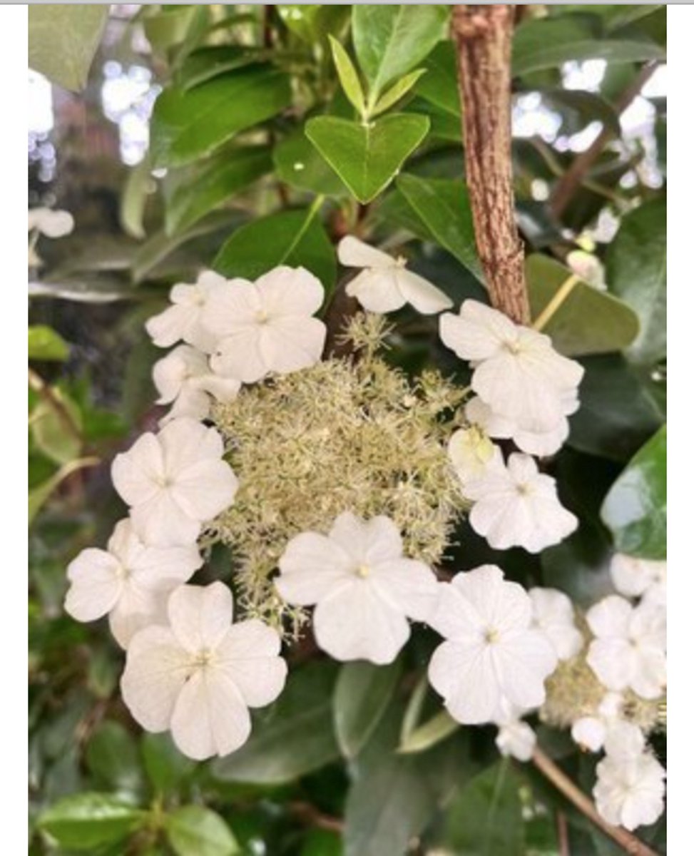 Hydrangea seemannii - Klimhortensia60-80 cm | pot