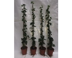 Hedera hibernica - Ierse Klimop , Atlantische Klimop,60-80 cm | pot