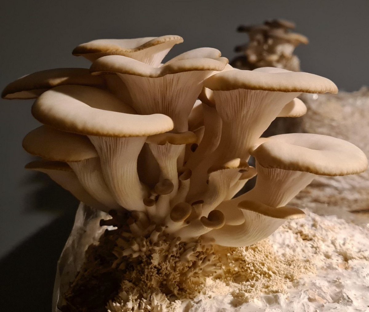 Paddestoel kweken - Stadstuin Doetinchem