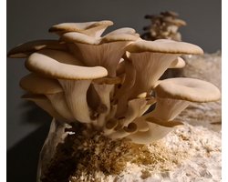 Samzwam Grow Kit - Oesterzwam kweekset XL - Klaar voor gebruik - Zelf paddenstoelen kweken - DIY - 3 KG