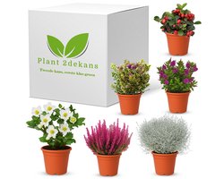 Plant2dekans® - 2de Kans voor de Plant!- Box - 6 Stuks - Buitenplanten - Seizoenplanten - Potmaat 11-14 - Winterhard- Najaar-
