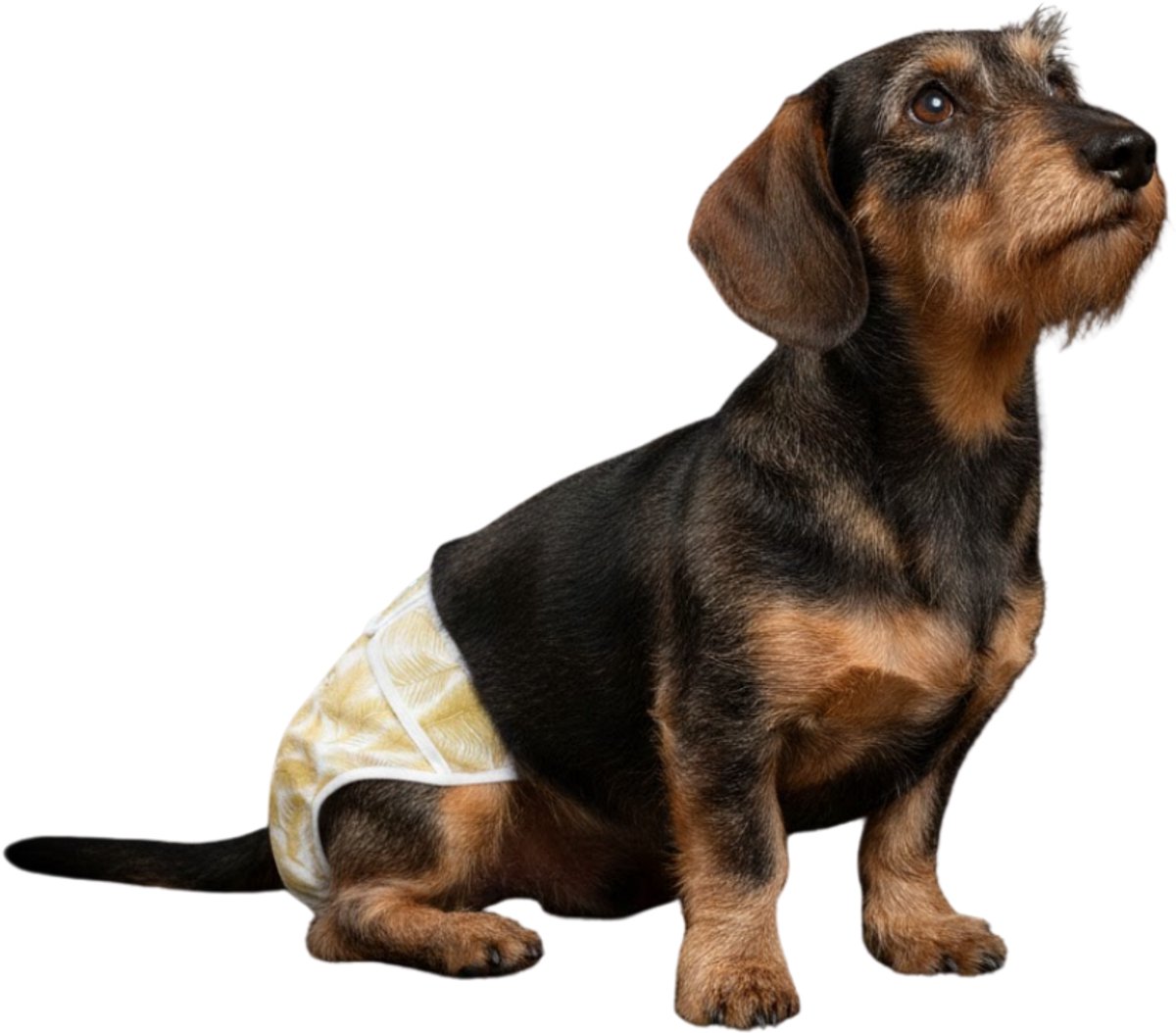 Loopsheidbroekje hond - gouden palmprint - maat M - voor middelgrote honden - herbruikbaar - hondenbroekje - perfecte pasvorm