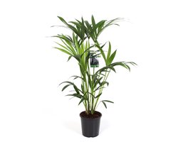 Luchtzuiverende kentia palm kamerplant - 80 cm hoog - Howea Forsteriana