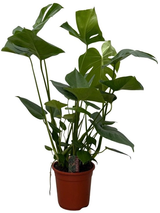 Monstera | Swiss cheese plant | Gatenplant - 70cm hoge sierplant binnen