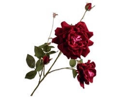 Roos tak burgundy 102 cm