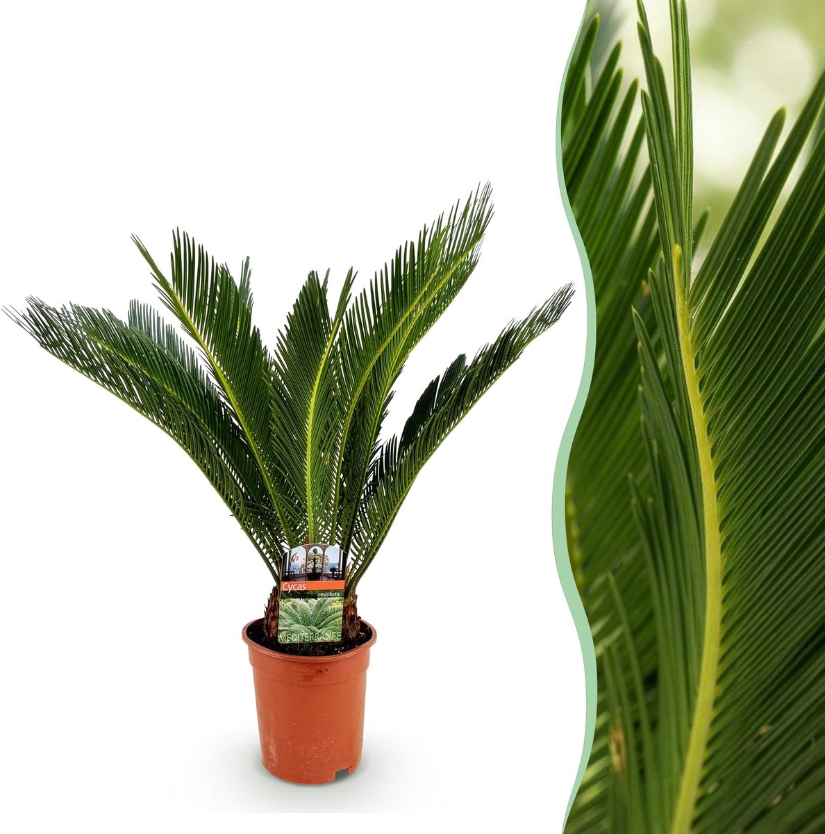 Plantenboetiek.nl | Cycas revoluta - Palmvaren - Weinig onderhoud - Groen - Ø17cm - 60-70cm hoog - Kamerplant - Groenblijvend