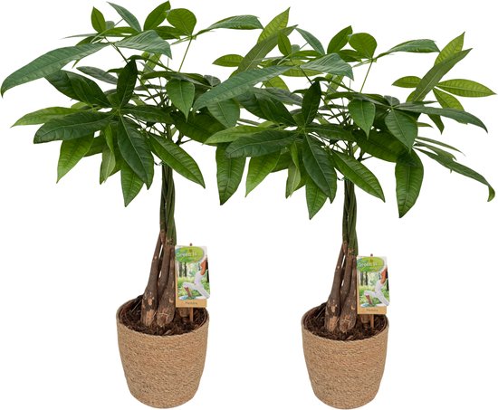 2 x Pachira Aquatica with Natural Basket, Geldboom ,pot maat Ø17, 60-70cm hoogte, siermand, money tree, kamerplanten, echte planten,