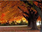 Canvas Schilderij Herfst Bomen