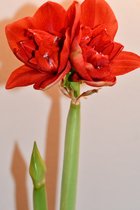 Amaryllis Planten 3 Stuks - Grote Amaryllis Bollen Rood, Wit en Roze - Kamerplant - Kerstcadeau - Kerstdecoratie