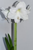 Amaryllis Wit - Kamerplant - Sfeer - Cadeau - Kado - Kerstcadeau
