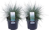 Duo Festuca glauca Azura Blue ® (‘blauw schapengras) ↨ 30cm - 2 stuks - hoge kwaliteit planten