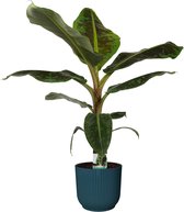 Musa Dwarf Cavendish  in ELHO sierpot Vibes Fold Round (diepblauw) ↨ 80cm - hoge kwaliteit planten