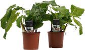 Duo Calathea Network ↨ 45cm - 2 stuks - hoge kwaliteit planten
