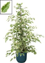 Ficus benjamina 'Twilight' in ELHO Vibes Fold Rond sierpot  (diepblauw) ↨ 105cm - planten - binnenplanten - buitenplanten - tuinplanten - potplanten - hangplanten - plantenbak - bomen - plant