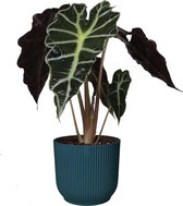 Alocasia Polly in ELHO Vibes Fold sierpot (diepblauw) ↨ 35cm - hoge kwaliteit planten