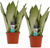 Duo Sansevieria Moonshine ↨ 30cm - 2 stuks - hoge kwaliteit planten